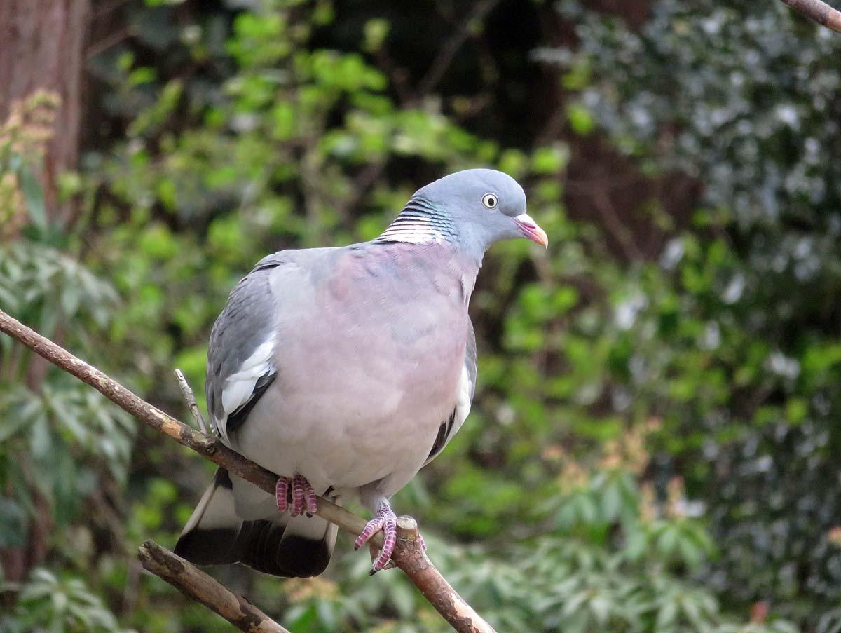 Common Wood-Pigeon Photo by Peter Boesman