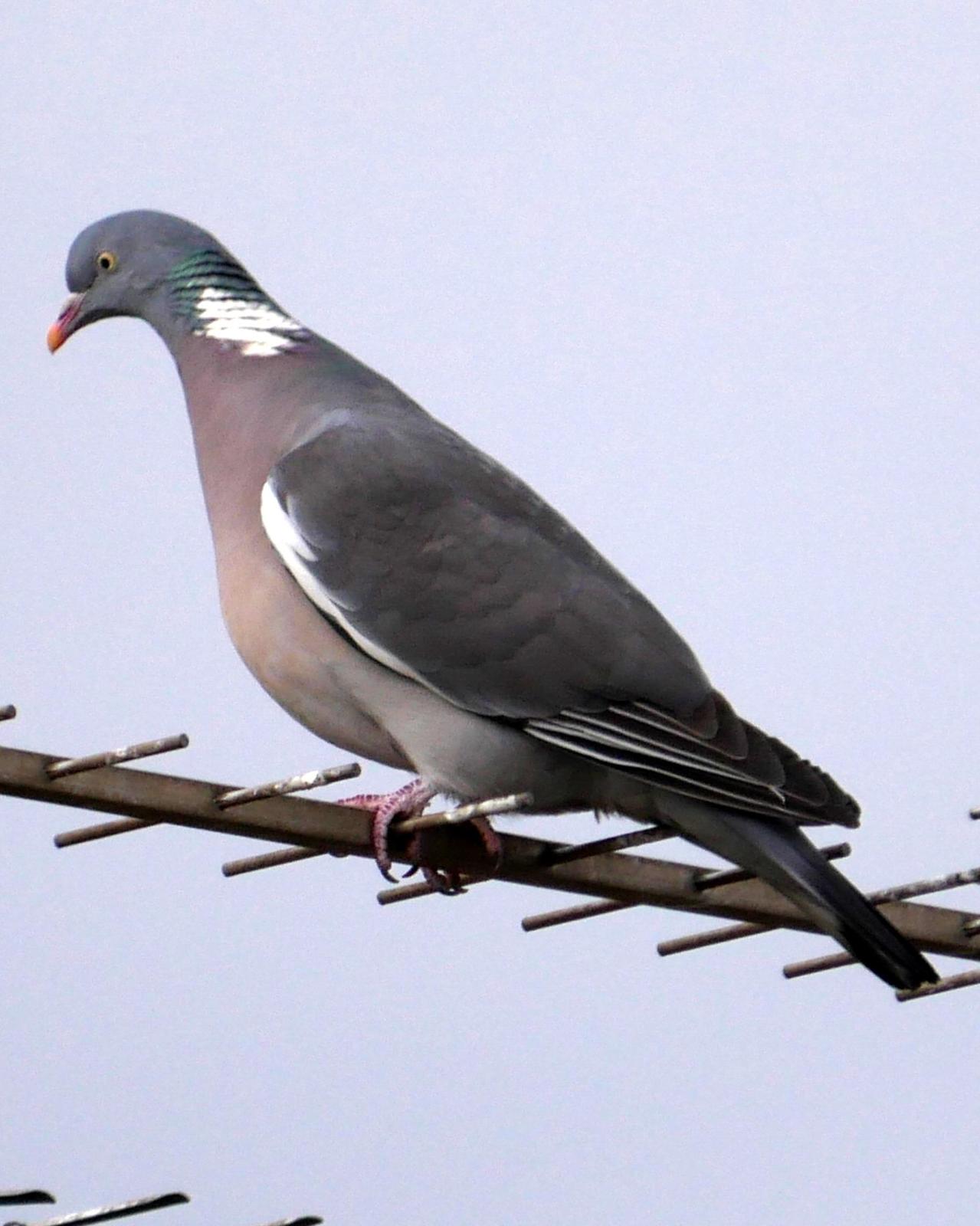 Common Wood-Pigeon Photo by Peter Lowe