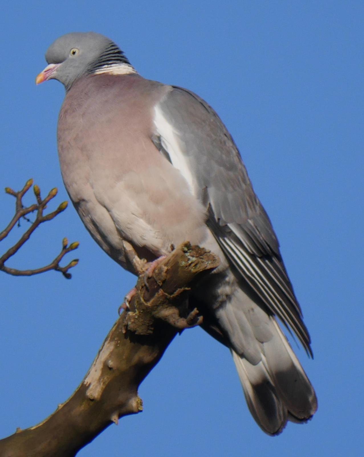 Common Wood-Pigeon Photo by Peter Lowe