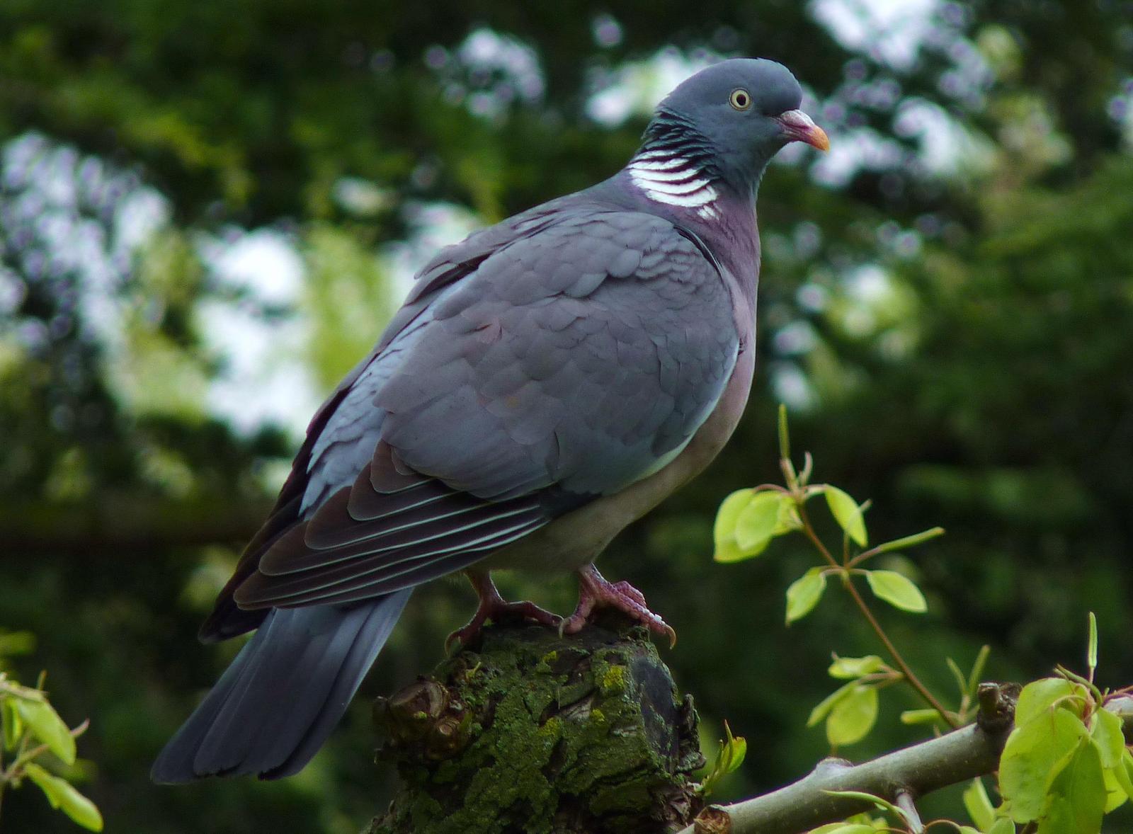 Common Wood-Pigeon Photo by Tino Fernandez