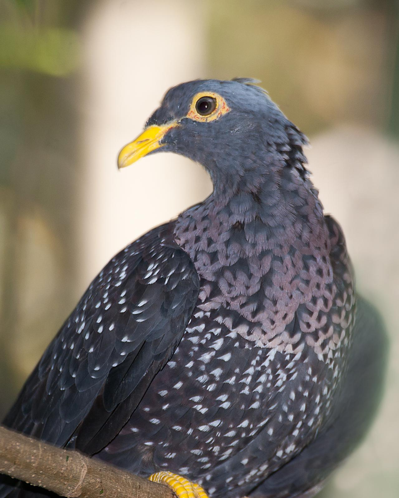Rameron Pigeon Photo by Matthew P. Alexander