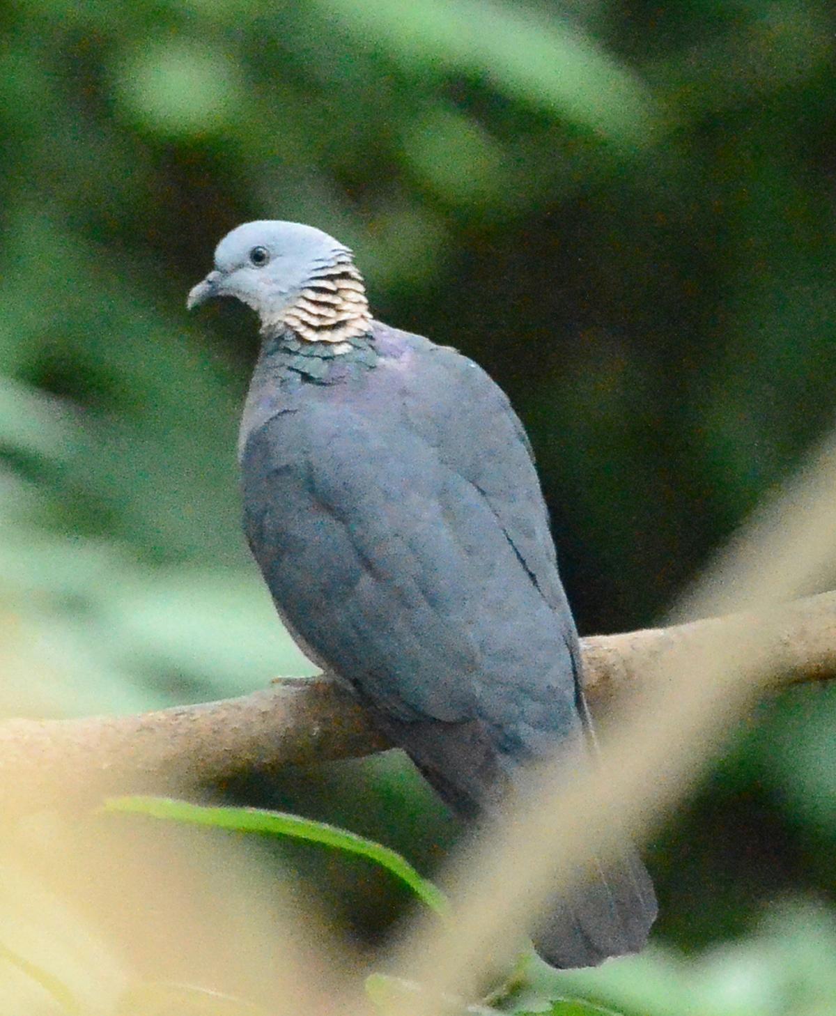 Ashy Wood-Pigeon Photo by Uthai Cheummarung