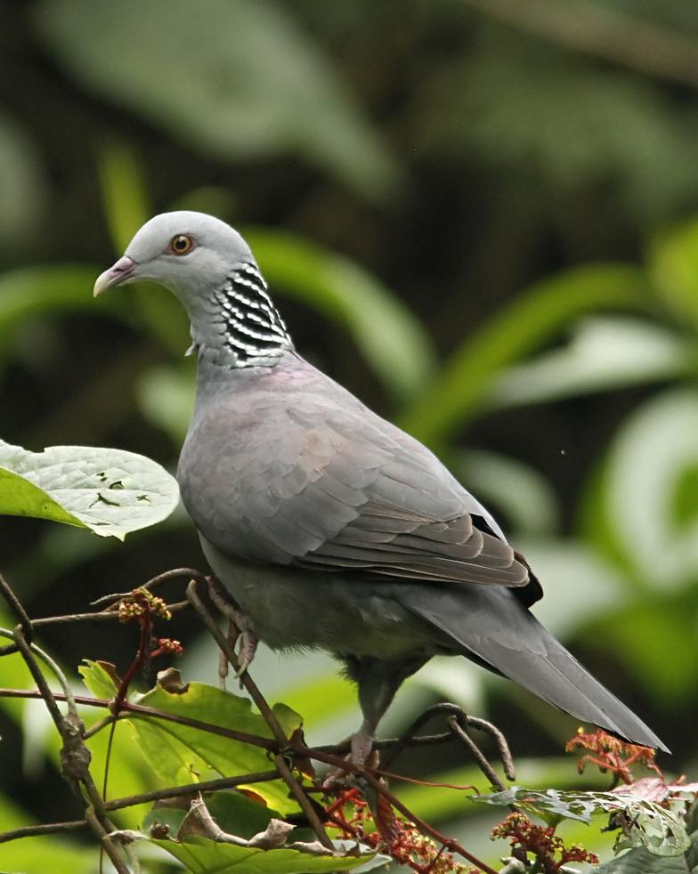 Nilgiri Wood-Pigeon Photo by Garima Bhatia