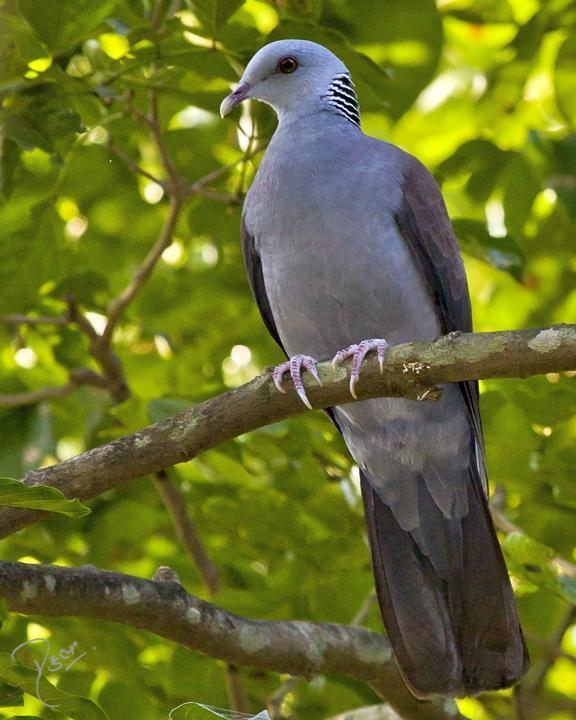 Nilgiri Wood-Pigeon Photo by Rahul Kaushik