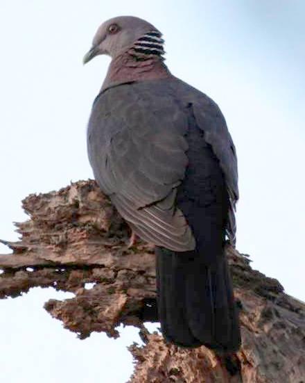 Sri Lanka Wood-Pigeon Photo by Frank Gilliland