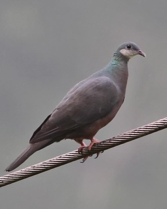Metallic Pigeon Photo by Chris Wiley