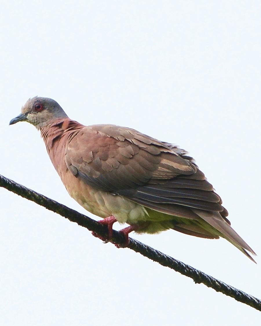 Pale-vented Pigeon Photo by David Hollie
