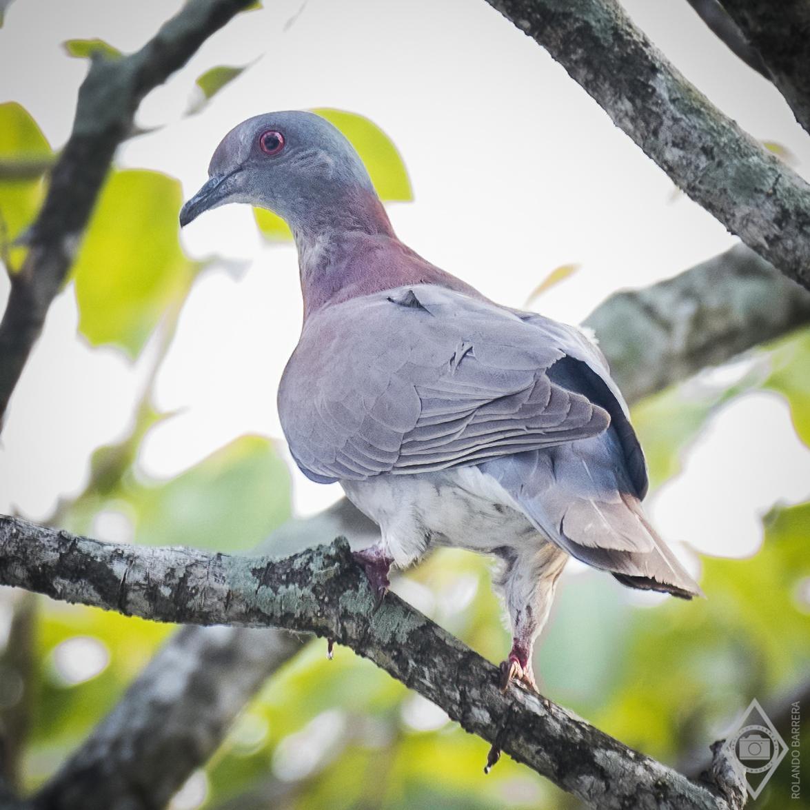 Pale-vented Pigeon Photo by Rolando Barrera