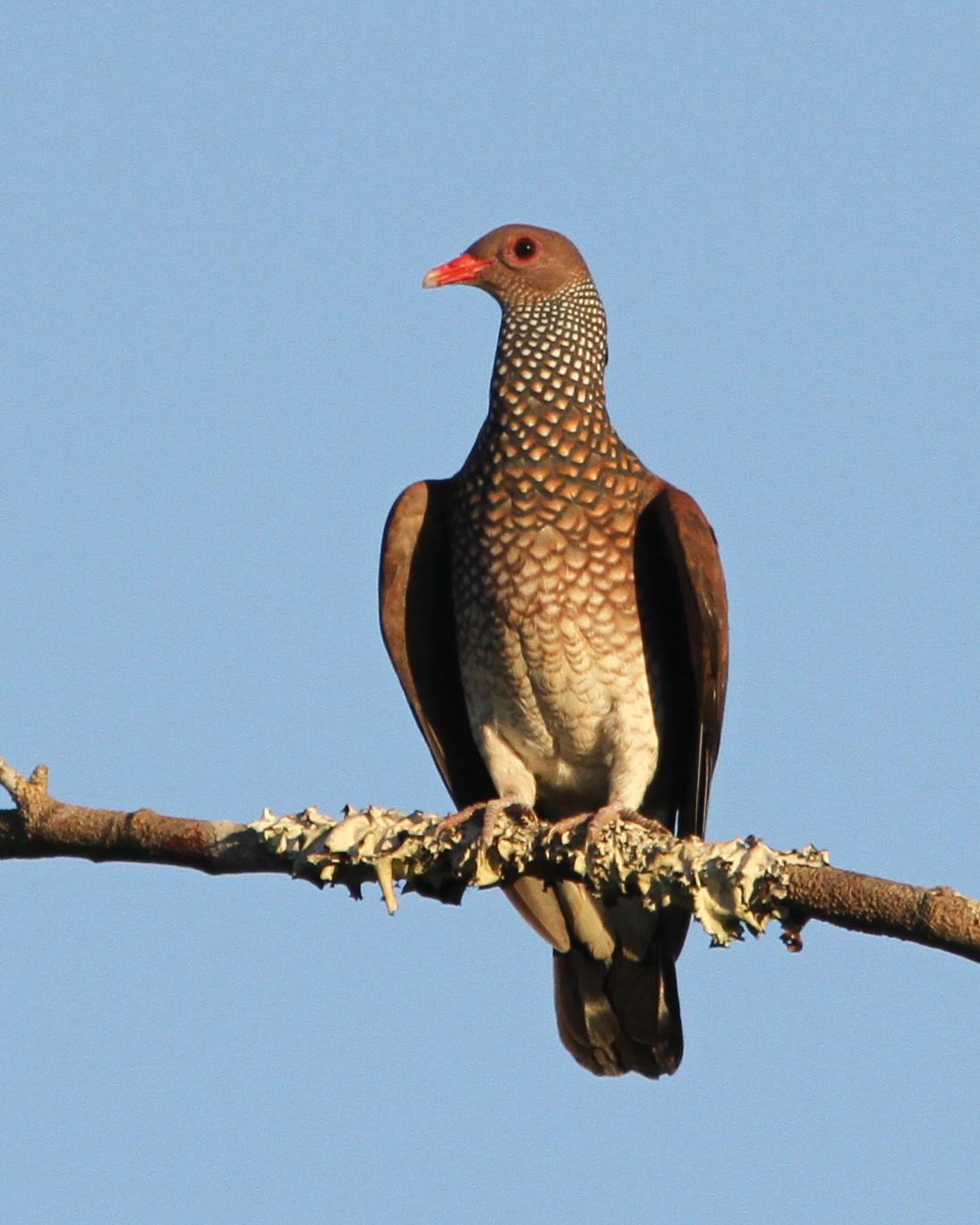 Scaled Pigeon Photo by Marcelo Padua