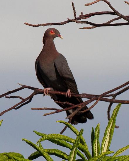 Scaly-naped Pigeon Photo by Christopher L. Wood