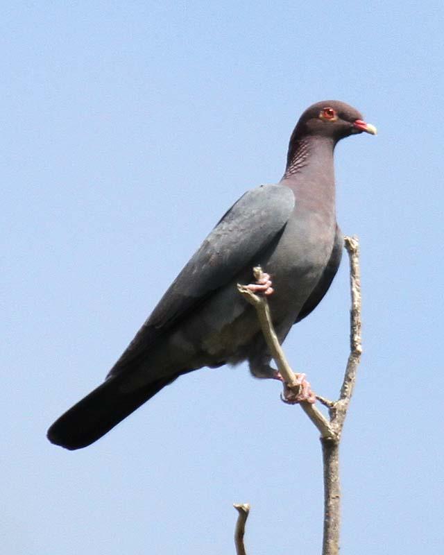 Scaly-naped Pigeon Photo by Cathy Sheeter