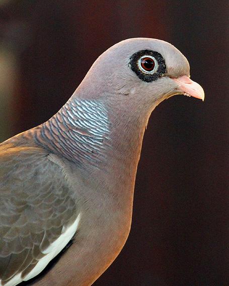 Bare-eyed Pigeon Photo by Cathy Sheeter