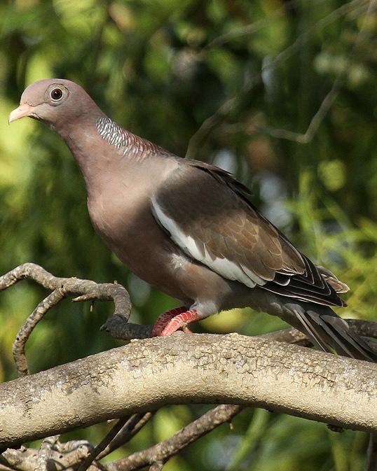 Bare-eyed Pigeon Photo by Cathy Sheeter