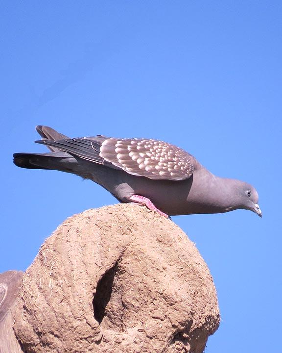 Spot-winged Pigeon Photo by Peter Boesman