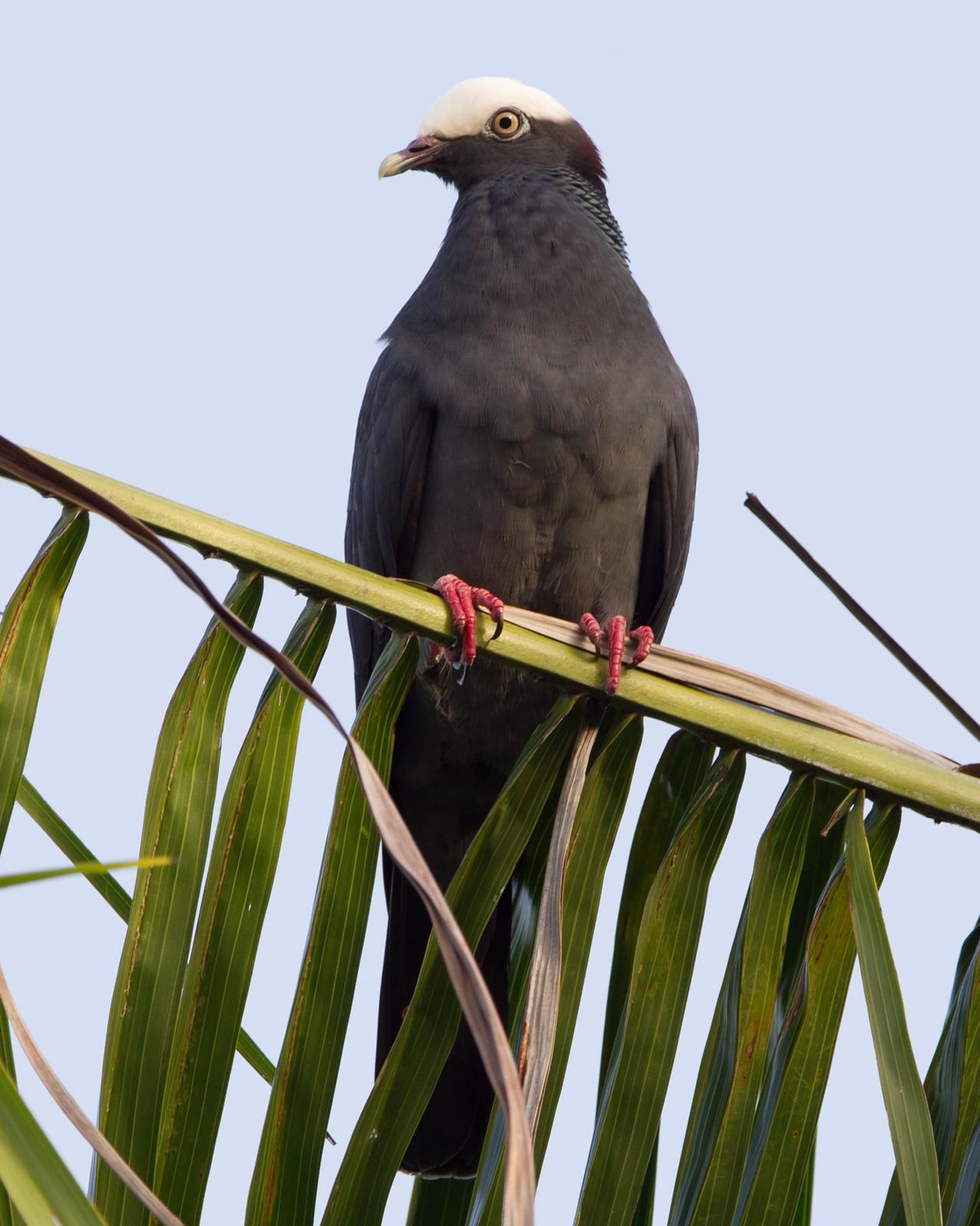 White-crowned Pigeon Photo by Kevin Berkoff