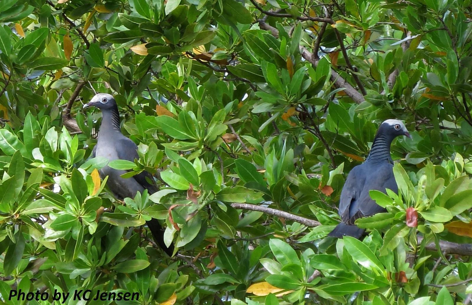 White-crowned Pigeon Photo by Kent Jensen
