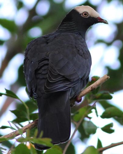 White-crowned Pigeon Photo by Gerlinde Taurer
