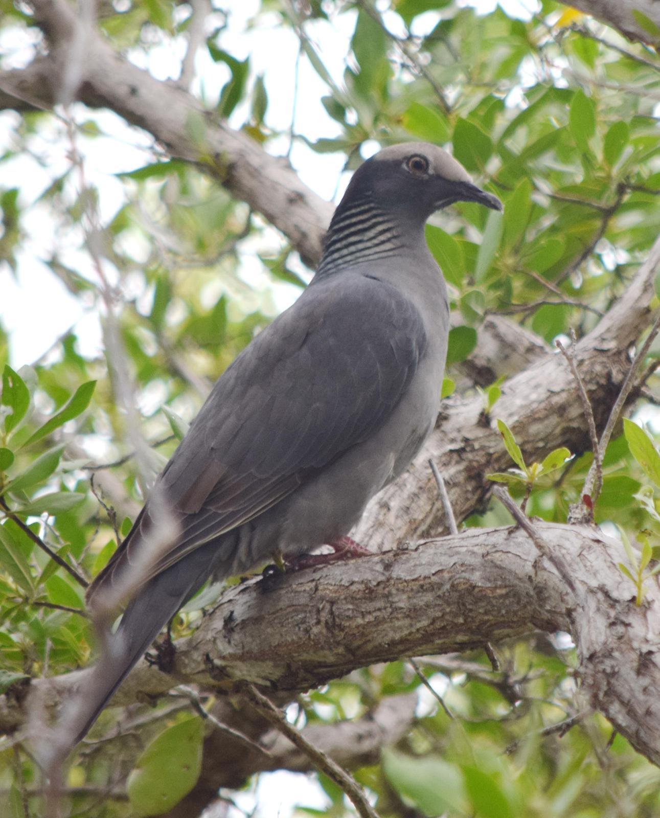 White-crowned Pigeon Photo by Ken Shawcroft