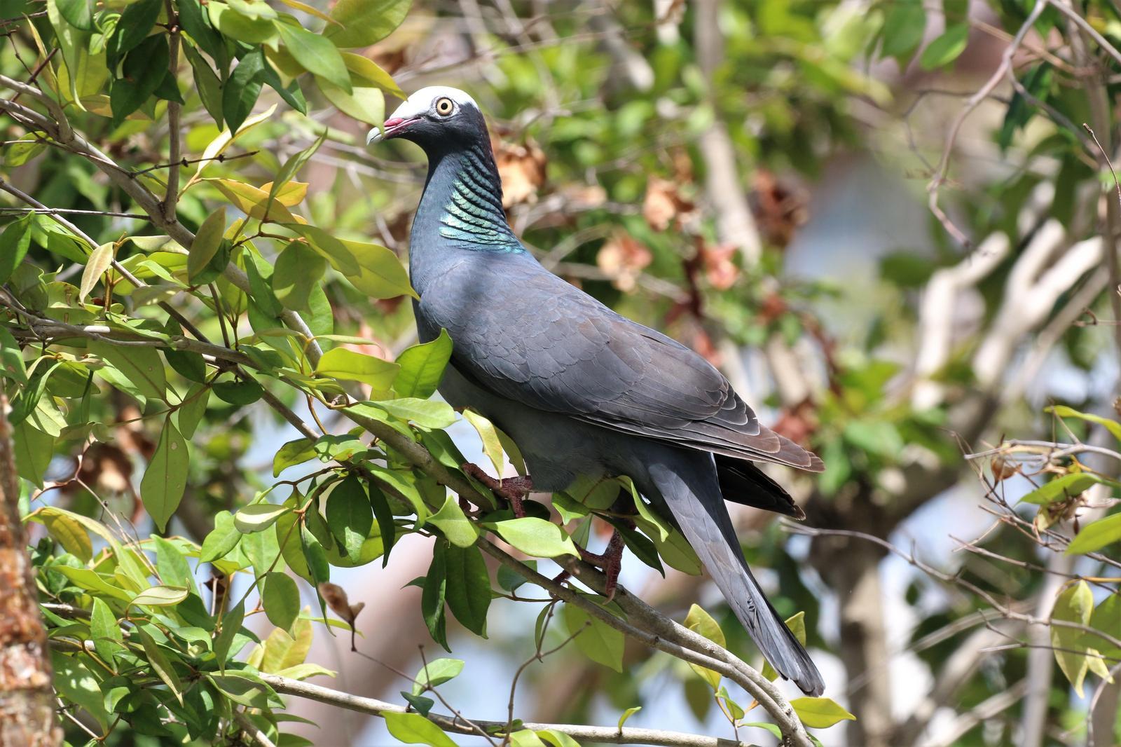 White-crowned Pigeon Photo by Richard Jeffers