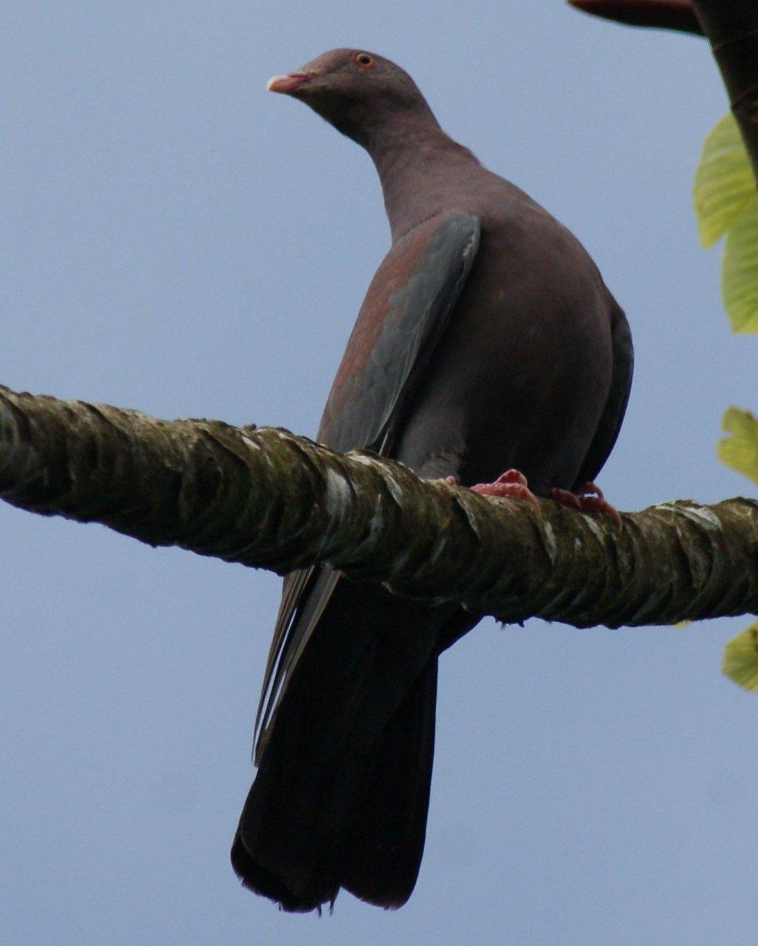Red-billed Pigeon Photo by Robin Oxley
