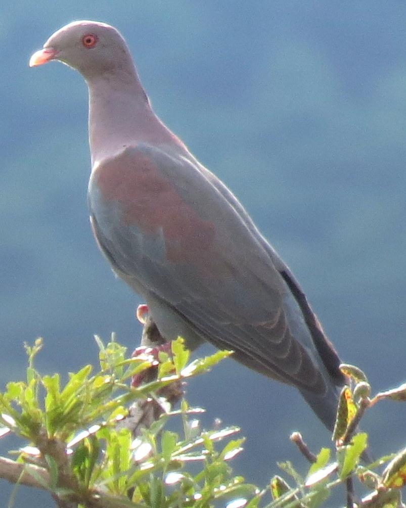 Red-billed Pigeon Photo by Oliver Komar