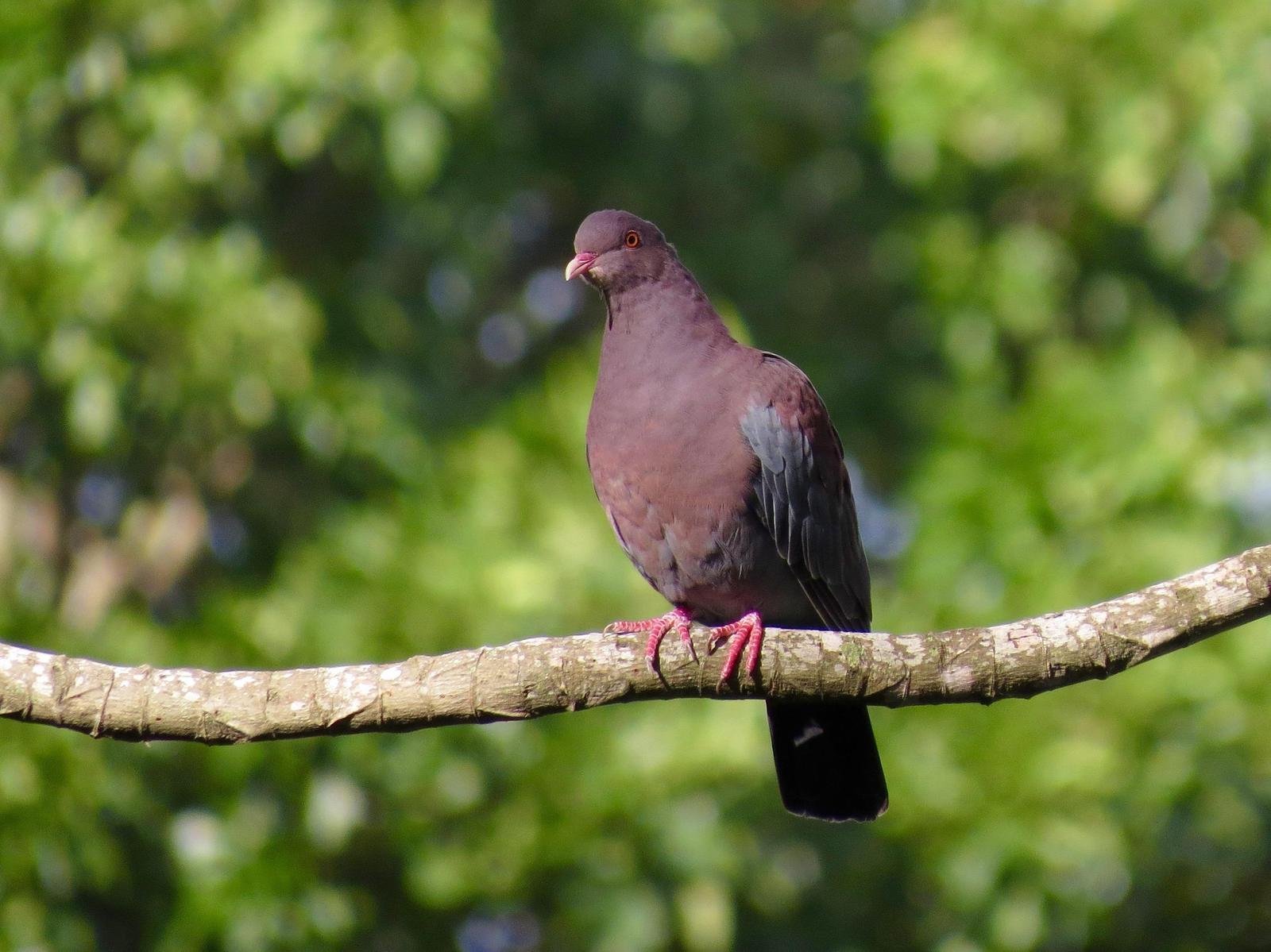 Red-billed Pigeon Photo by John van Dort