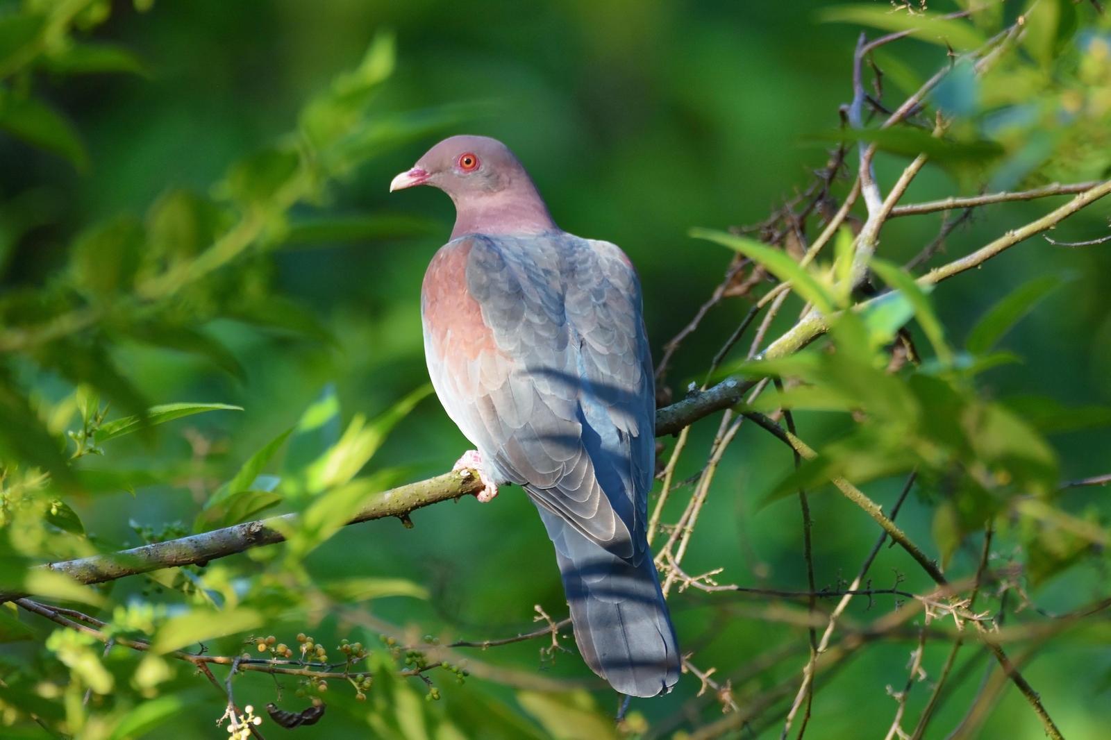 Red-billed Pigeon Photo by Gustavo Fernandez