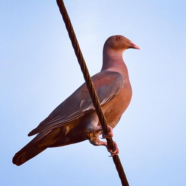 Red-billed Pigeon Photo by Jane Crawford 