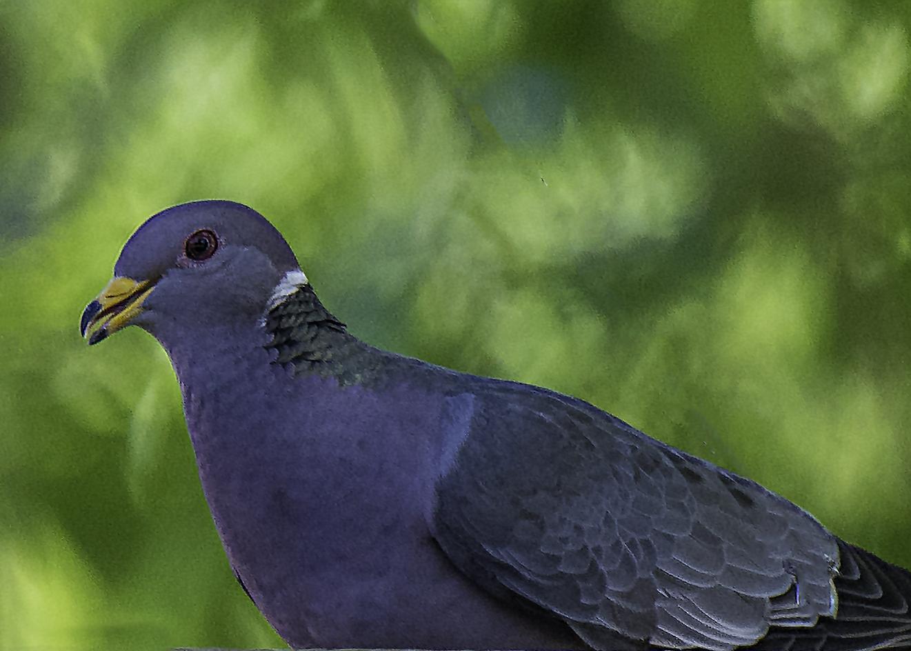 Band-tailed Pigeon Photo by Mason Rose