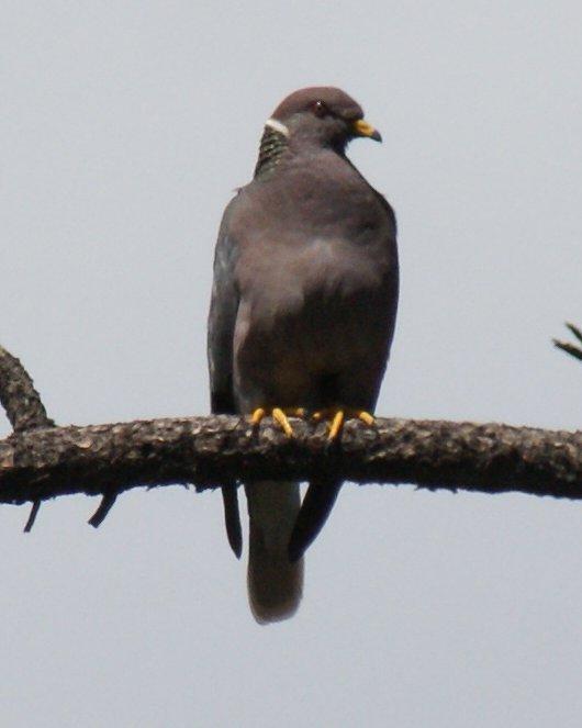Band-tailed Pigeon Photo by Robin Oxley