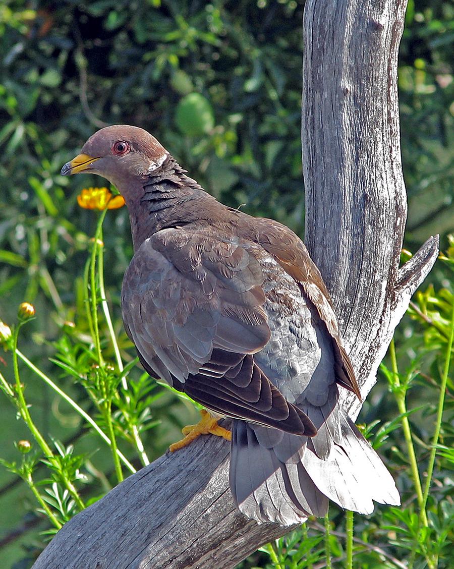 Band-tailed Pigeon Photo by Robert Behrstock