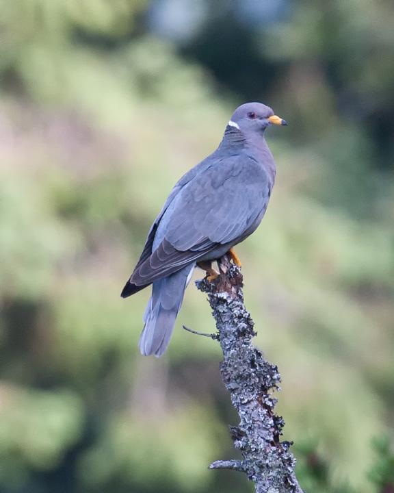Band-tailed Pigeon Photo by Mat Gilfedder