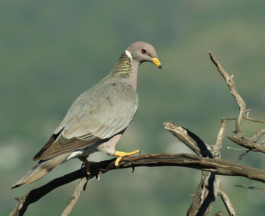 Band-tailed Pigeon Photo by Vicki Miller