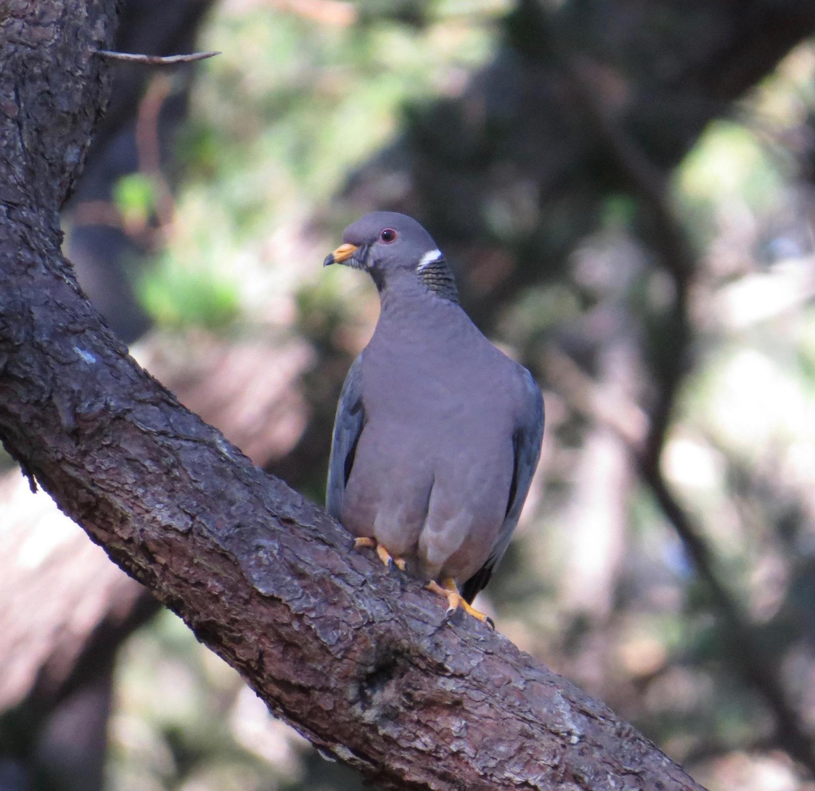 Band-tailed Pigeon Photo by Don Glasco