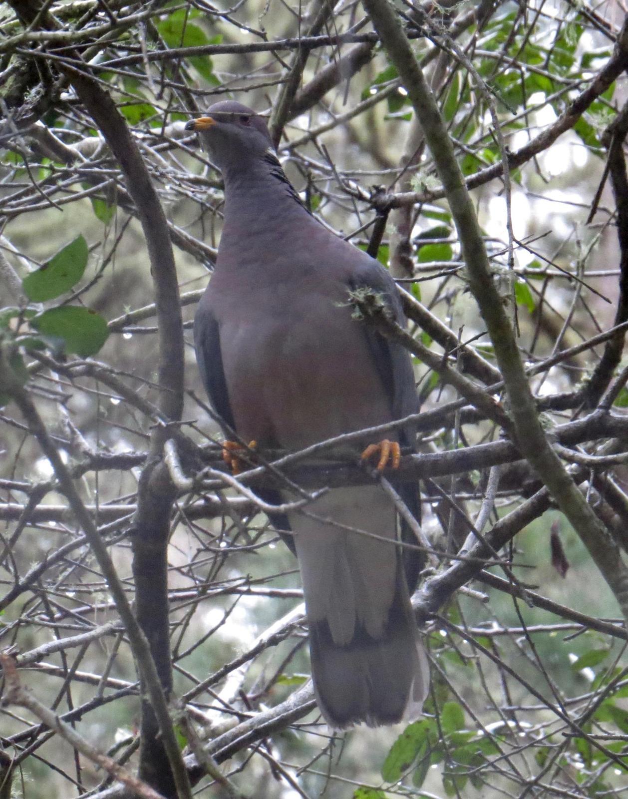 Band-tailed Pigeon Photo by Don Glasco