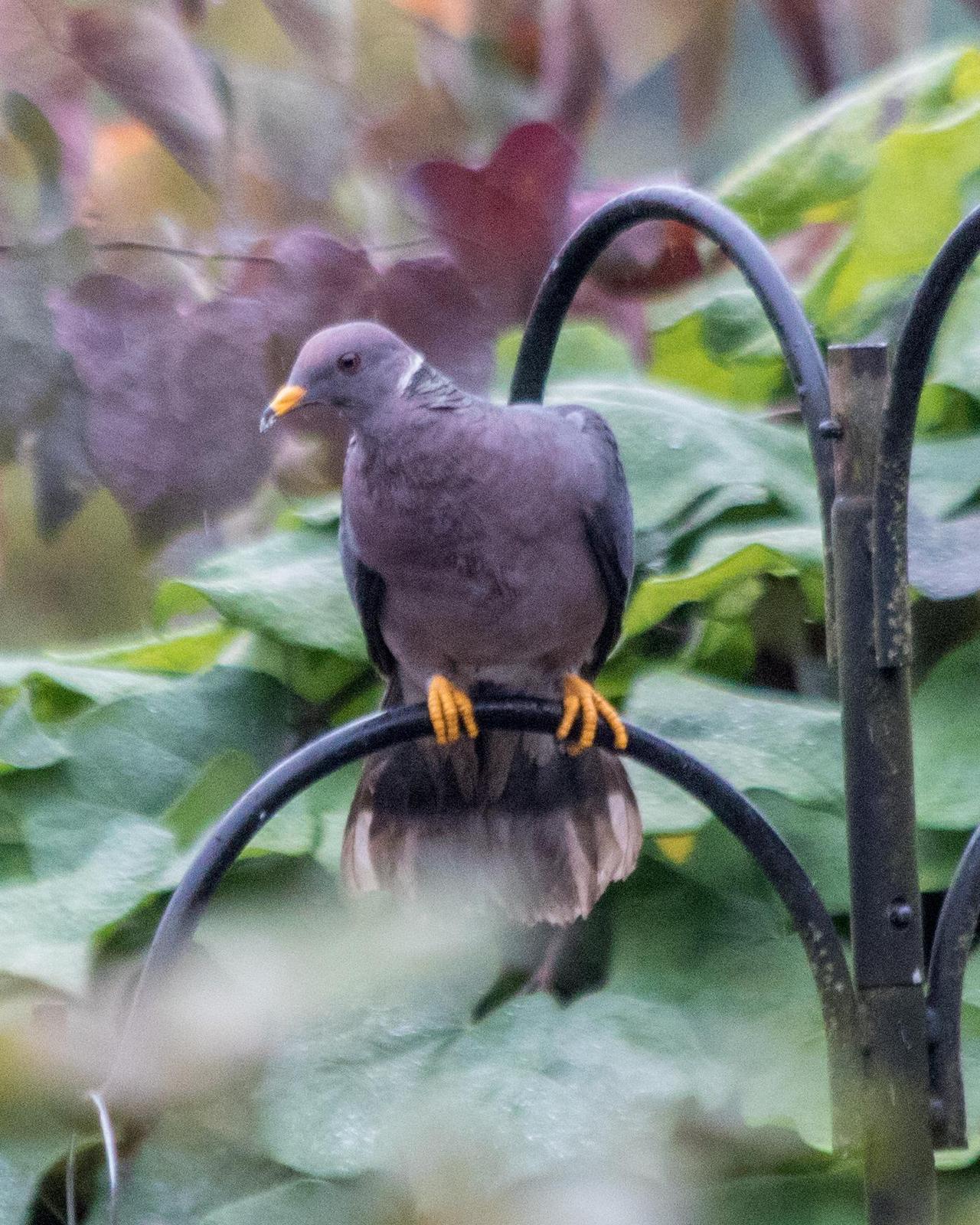 Band-tailed Pigeon Photo by Mark Baldwin