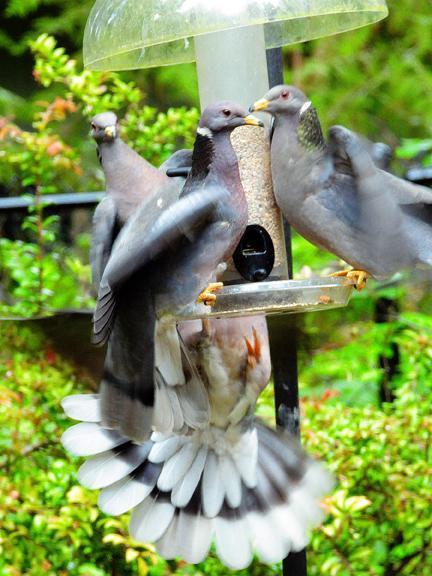 Band-tailed Pigeon Photo by Dan Tallman