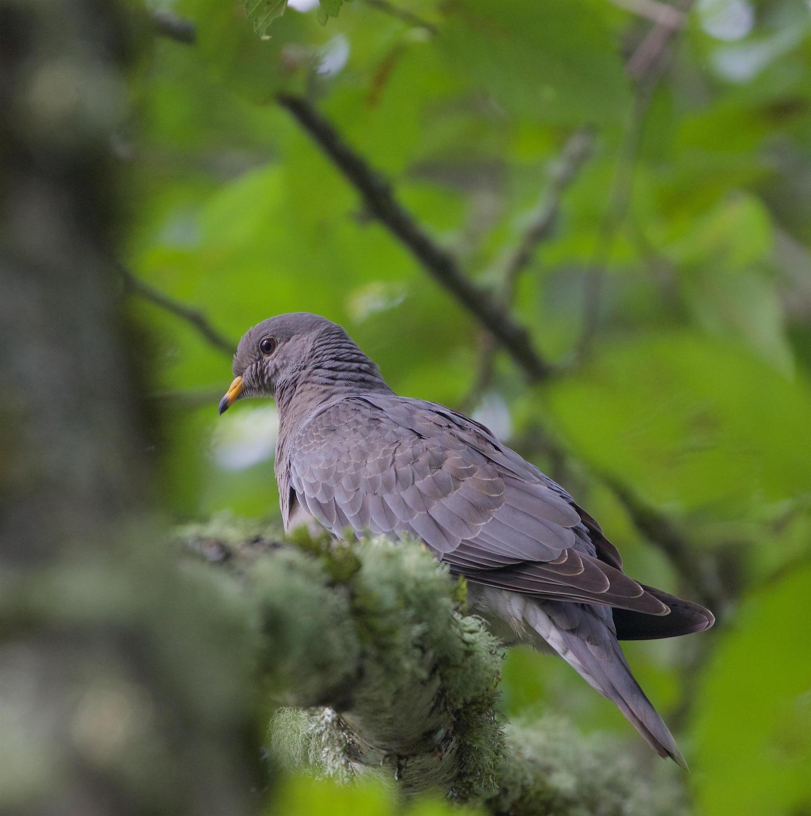 Band-tailed Pigeon Photo by Kathryn Keith