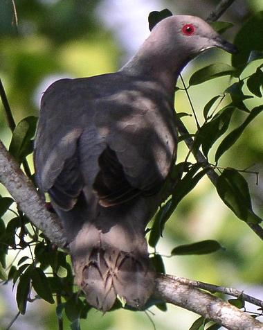 Ring-tailed Pigeon Photo by Richard C. Hoyer