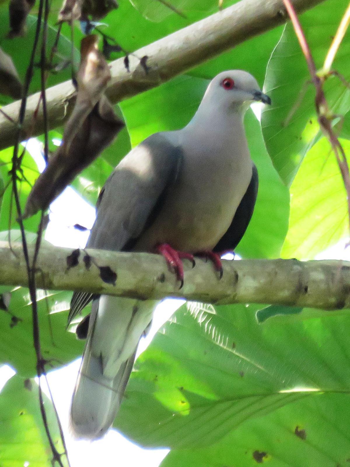 Banded Tailed Pigeon - FeederWatch