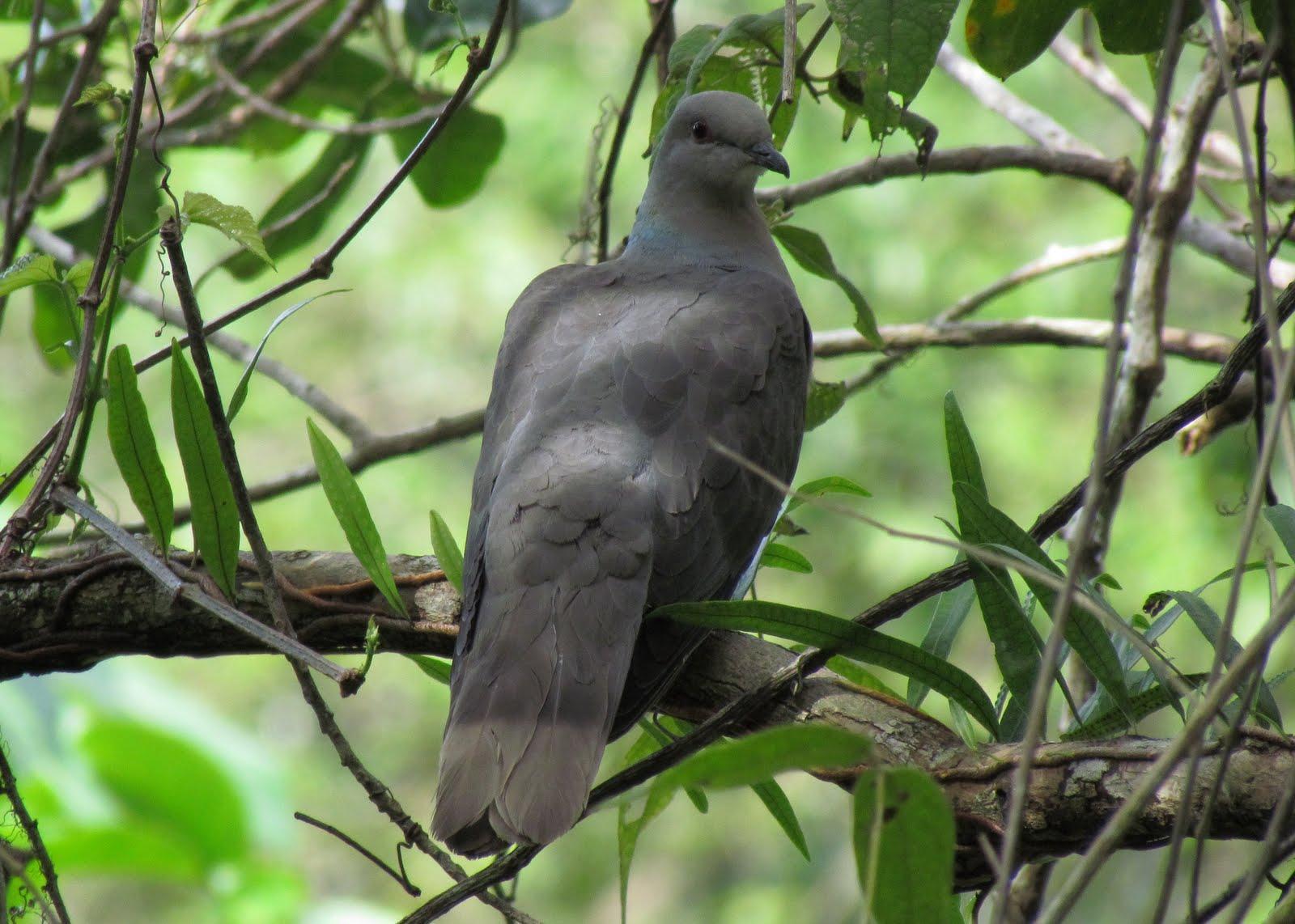 Ring-tailed Pigeon Photo by Jeff Harding