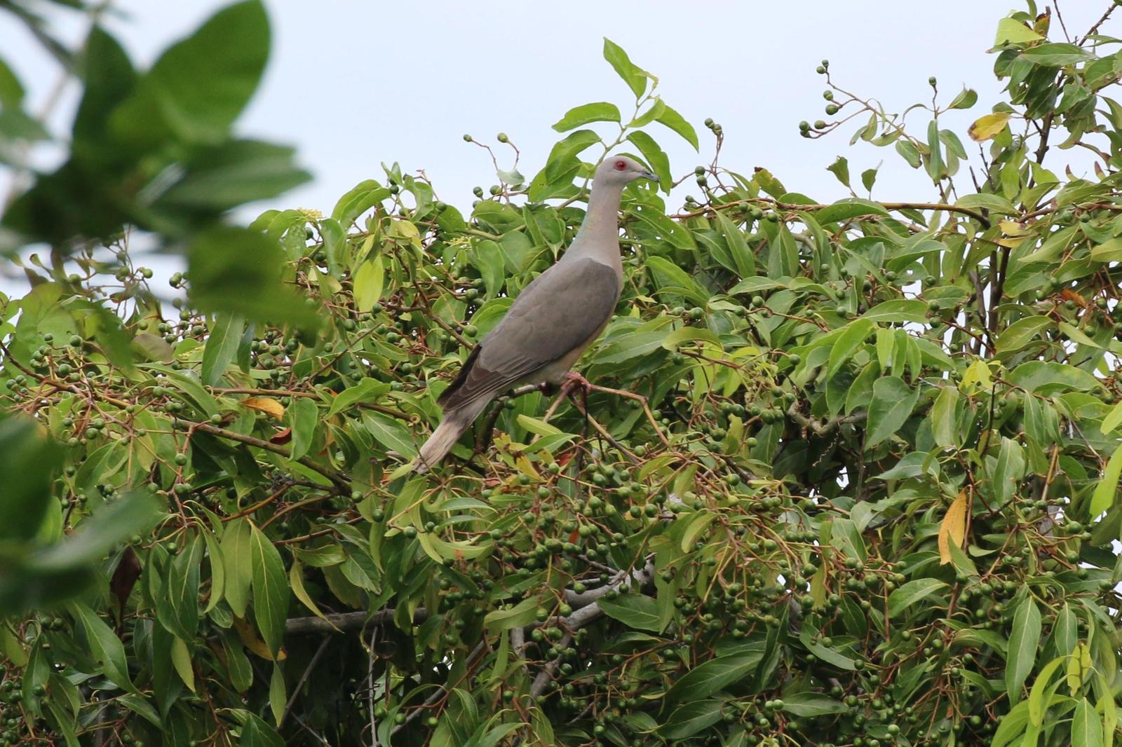 Ring-tailed Pigeon Photo by Richard Jeffers