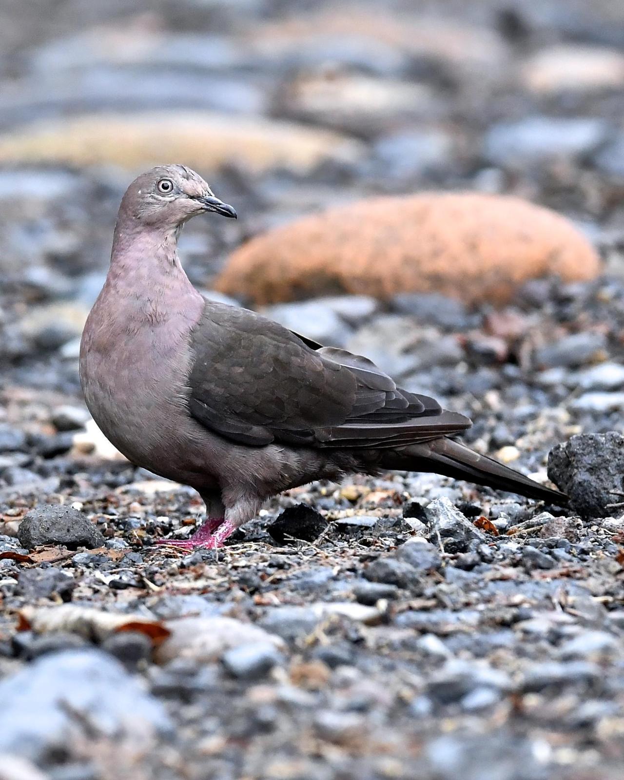 Plumbeous Pigeon Photo by Gerald Friesen