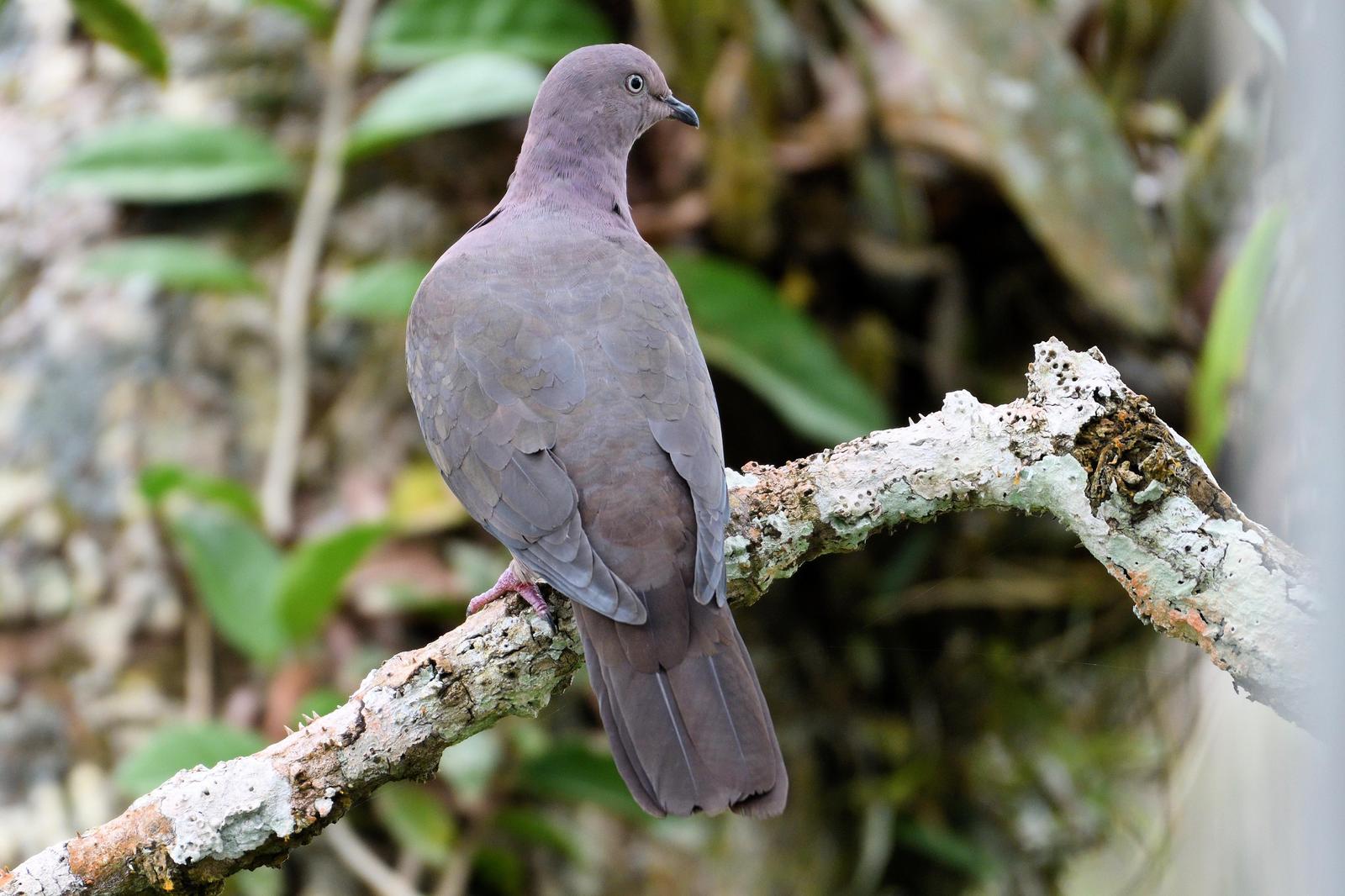 Plumbeous Pigeon Photo by Ann Doty