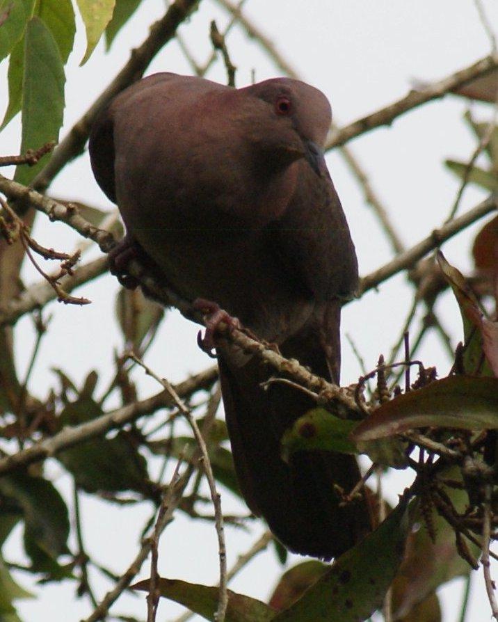Short-billed Pigeon Photo by Robin Oxley