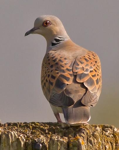 European Turtle-Dove Photo by Stephen Daly