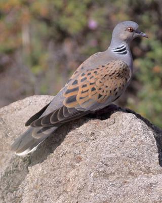European Turtle-Dove Photo by Stephen Daly