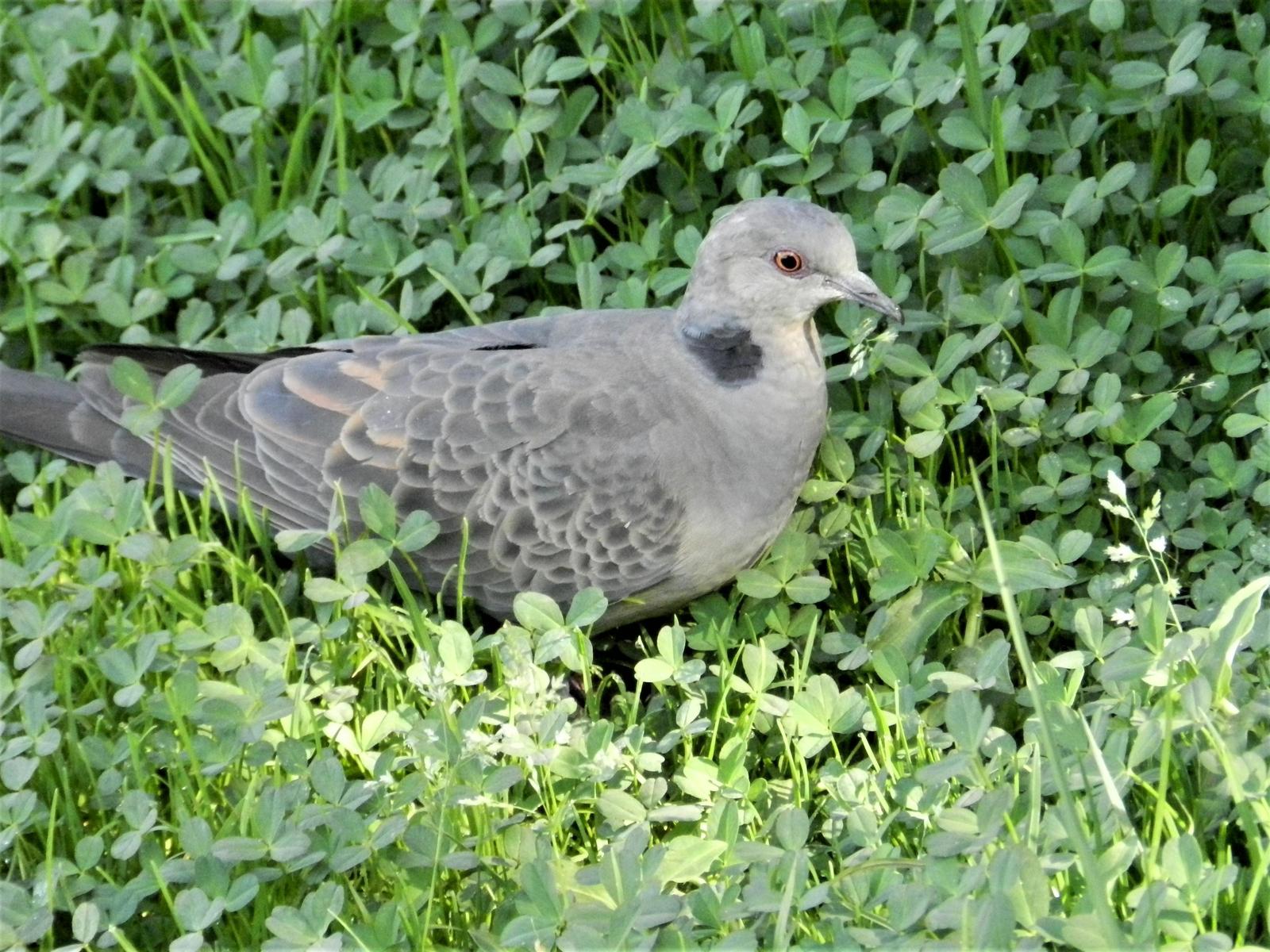 Dusky Turtle-Dove Photo by Richard Jeffers