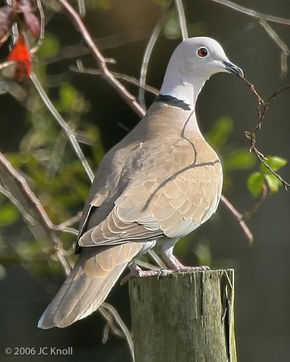Eurasian Collared-Dove Photo by JC Knoll