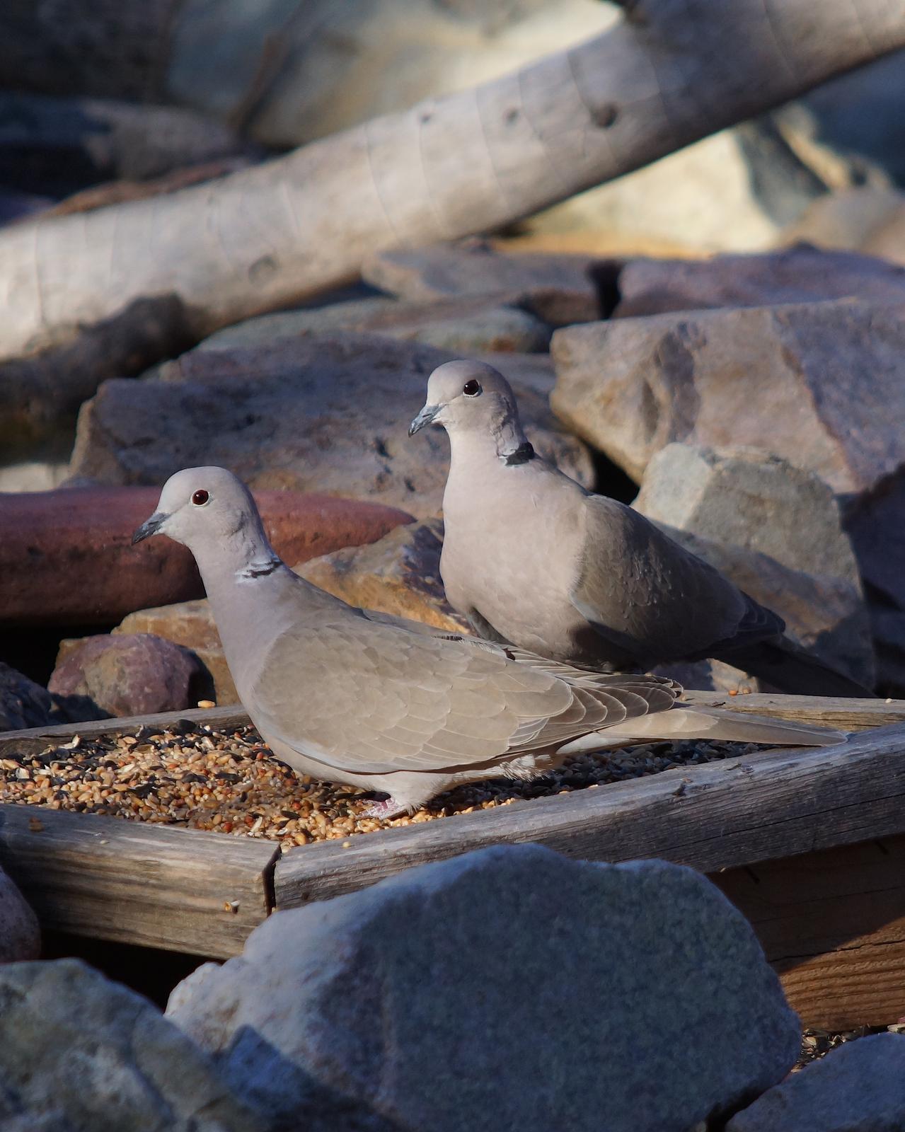 Eurasian Collared-Dove Photo by Gerald Hoekstra